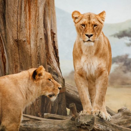 Lion for Sale