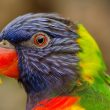 Parrot for Sale